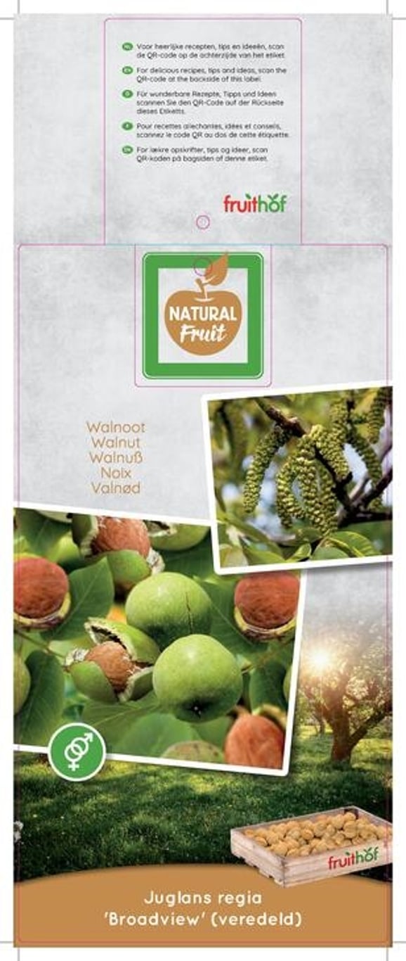 Juglans r. 'Broadview' - C7,5